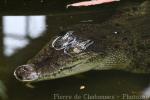 Mugger crocodile