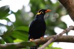 Southern hill myna