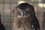 Brown fish-owl