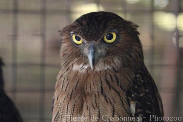 Brown fish-owl