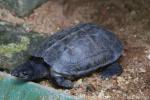 Indian Black Turtle