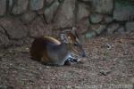 Northern red muntjac