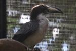 Sri Lanka grey hornbill