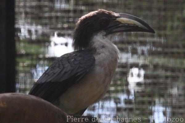 Sri Lanka grey hornbill