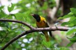 Black-hooded oriole