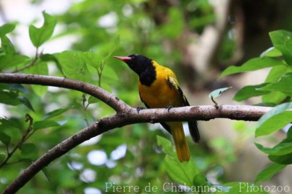 Black-hooded oriole