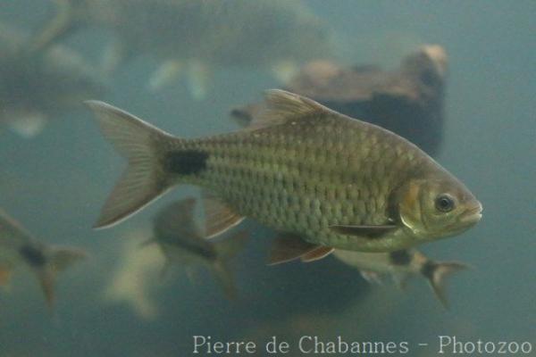 Martenstyn's barb