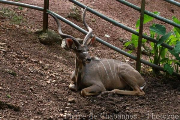 Greater kudu