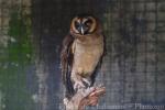 Sri-Lankan brown wood-owl