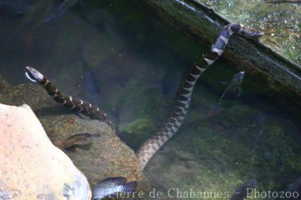 Boulenger's keelback