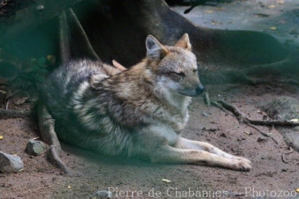 Golden jackal