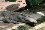 Siamese crocodile