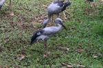 Asian openbill