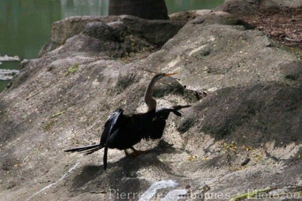 Oriental darter