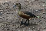 Lesser whistling-duck