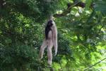 Pileated gibbon