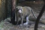 Crab-eating macaque