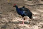 Indochinese swamphen