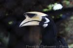 Oriental pied hornbill