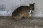 Lesser mousedeer