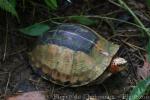 Bourret's box turtle