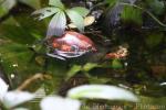 Indochinese box turtle