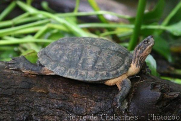 Stripeneck leaf turtle