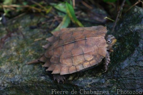 Black-breasted leaf turtle