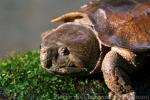 Big-headed turtle