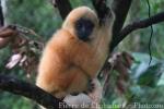 Northern buff-cheeked gibbon