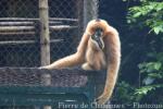 Northern white-cheeked crested gibbon