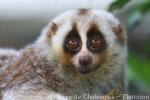 Bengal slow loris