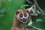 Pygmy slow loris