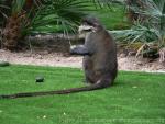 Yellow-nosed red-tailed monkey