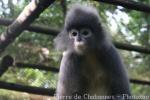 Indochinese grey langur