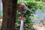 Indochinese sarus crane