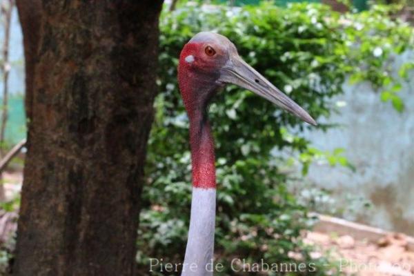 Indochinese sarus crane