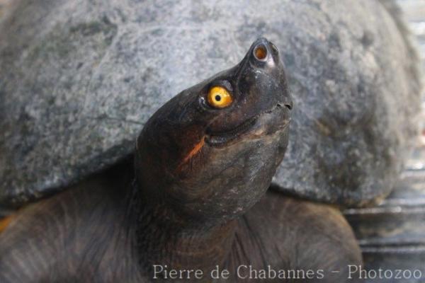 Southern river terrapin