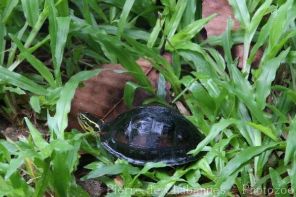 South-east Asian box turtle