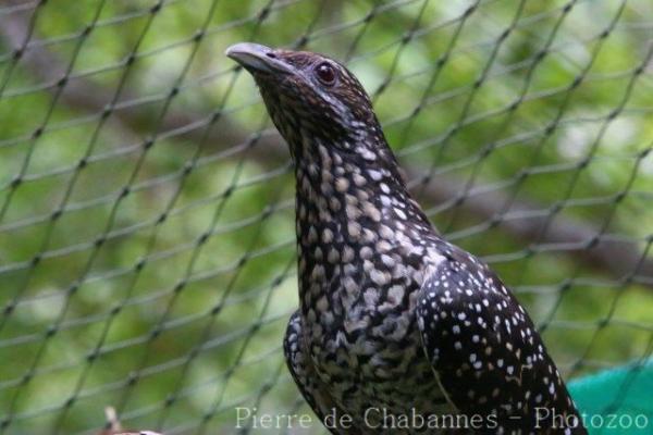 Western koel