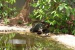 Yellow-headed temple turtle