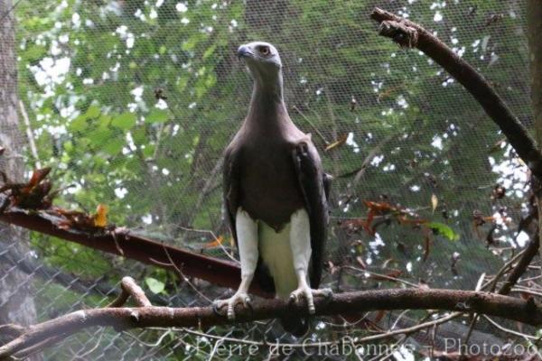 Grey-headed fish-eagle