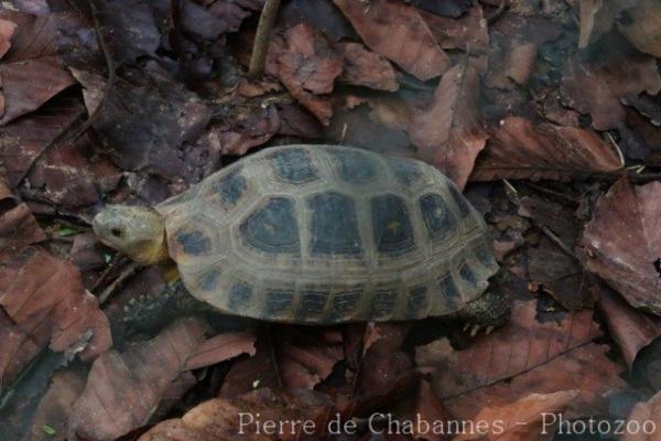 Elongated tortoise