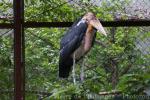 Greater adjutant