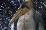 Greater adjutant