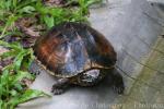 Mekong snail-eating turtle