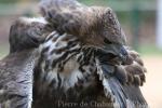 Changeable hawk-eagle