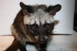 Common palm civet