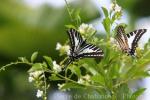 Spot swordtail