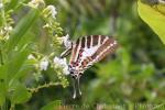 Spot swordtail